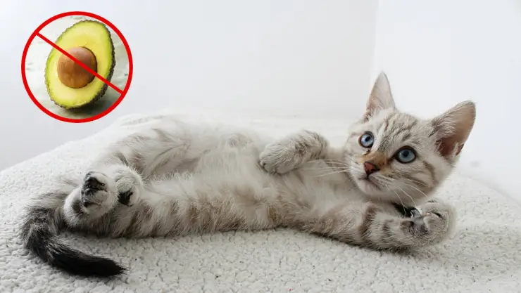 Aguacate gatos.jpg
