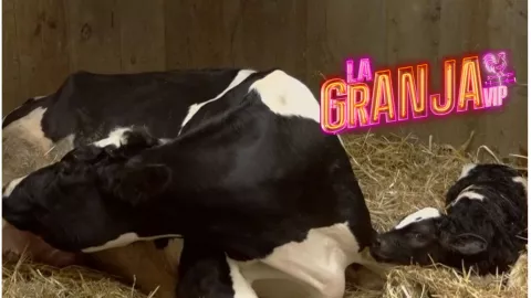 La dinámica de Adame para nombrar a la becerrita que nació en La Granja VIP.