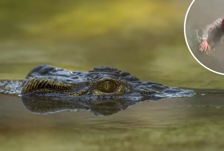 Abuelito desaparece de SLP.jpg