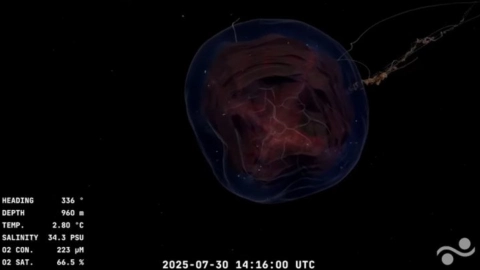 Exploración sin precedentes en el cañón de Mar del Plata revela vida marina nunca antes observada