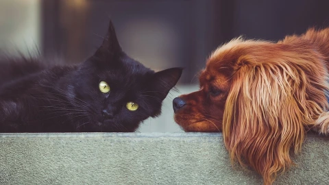 Te irás de vacaciones pero no sabes qué hacer con tu perro o gato