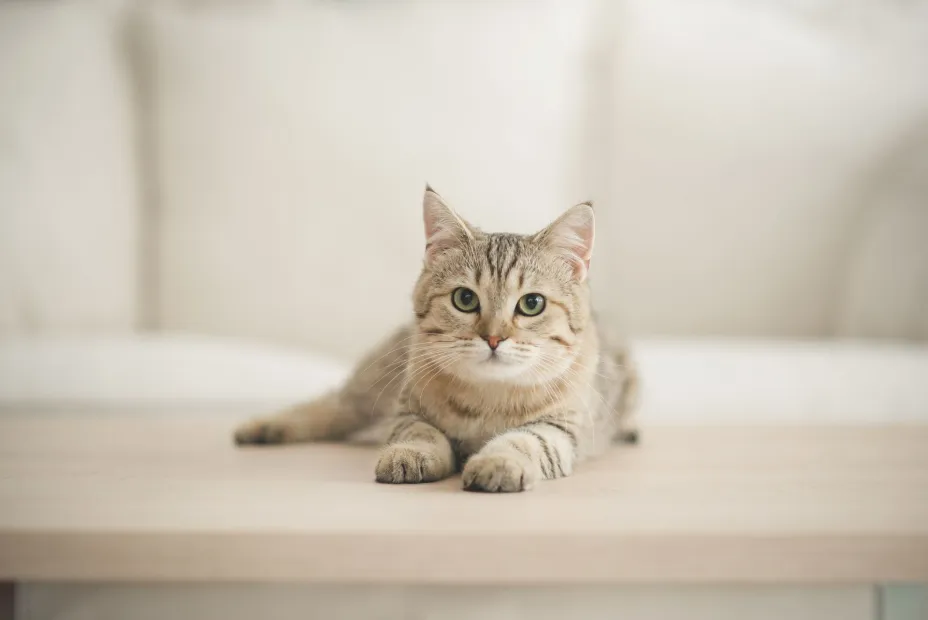 Gato Anurak Ponapatimet.jpg