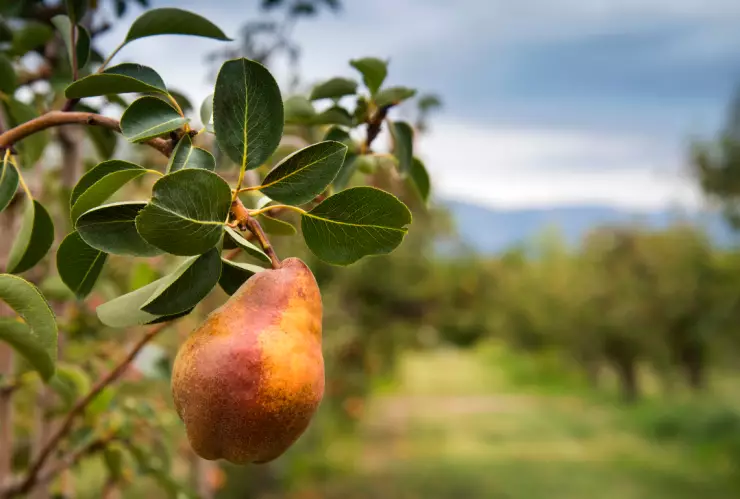 El árbol ideal para plantar en tu casa y tener ricos frutos mientras purifica el aire.jpg
