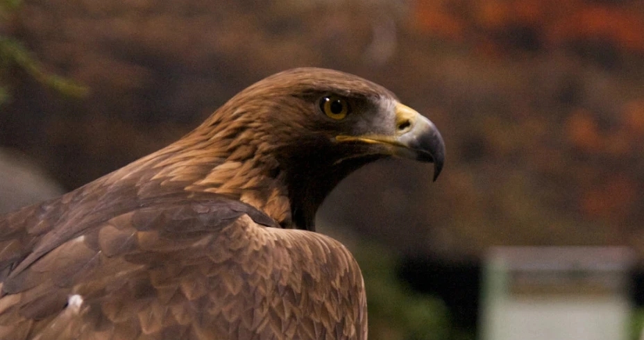 Águila vuela