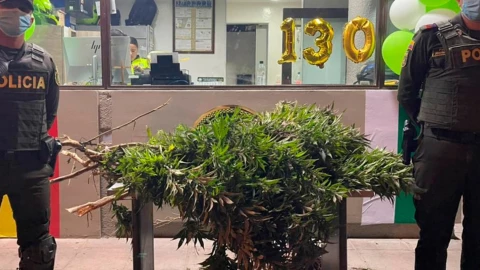 jovenes-arbol-de-navidad-marihuana