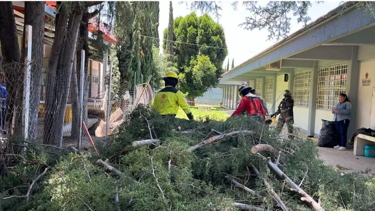 Árbol cae en escuela de Puebla