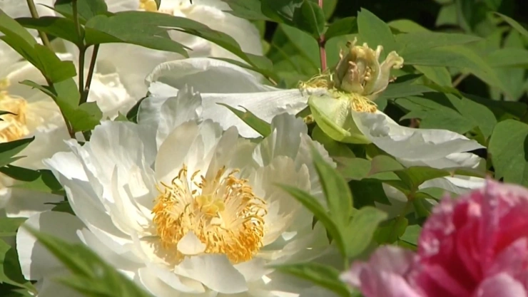 Jard&iacute;n Internacional de peon&iacute;a.jpg