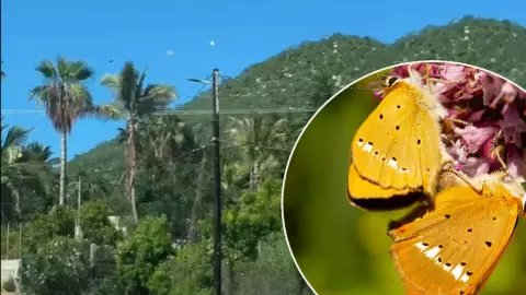 Mariposas amarillas BCS
