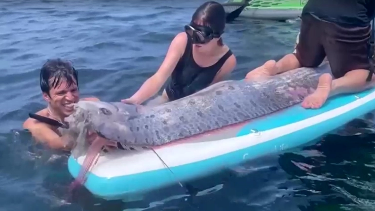 Hallan-pez-remo-vinculado-a-leyendas-de-desastres-naturales-en-aguas-de-San-Diego