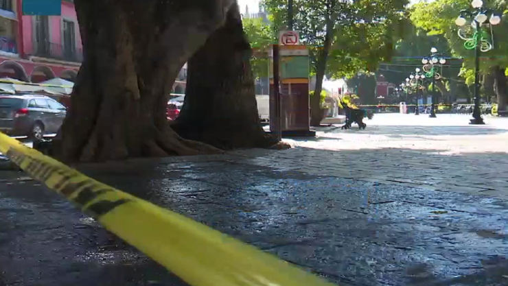 árbol caído en calle 5 de mayo