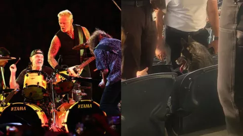 Perrita viendo Metallica