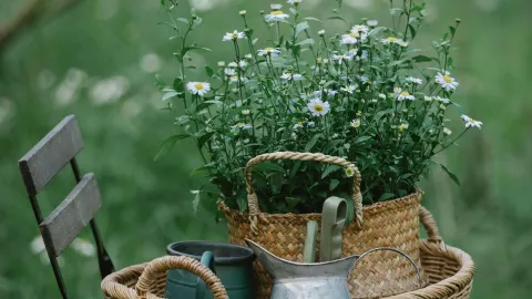 5 plantas que sirven para prevenir la aparición de plagas en tu jardín o huerto