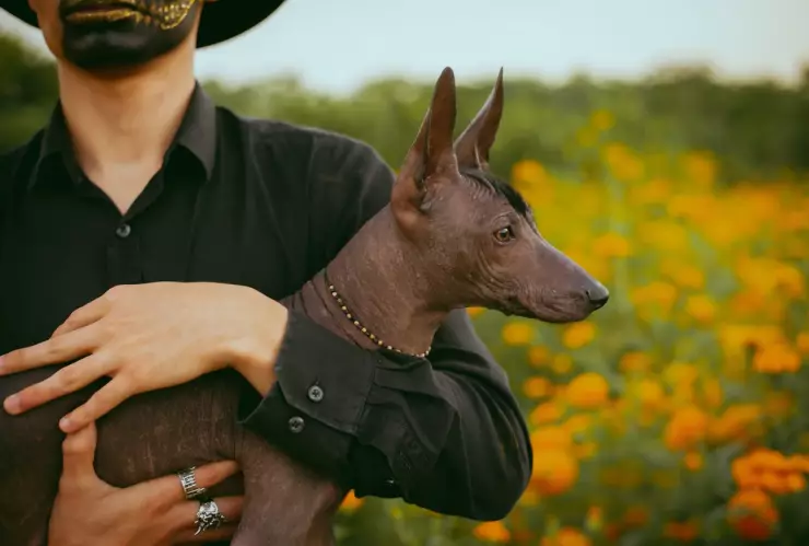 ¿Qué tiene que ver el xoloescuincle con el día de muertos?