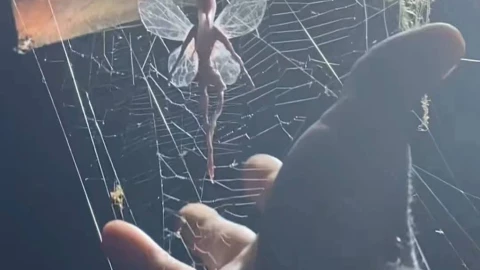 ¿Un HADA? Misterioso hallazgo pone los pelos DE PUNTA a las y los yucatecos