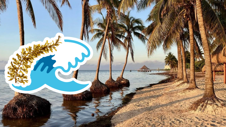 Playas libres de sargazo en Quintana Roo este 22 de julio de 2025_ Lista desde Holbox, Cancún y hasta Tulum(1).jpg