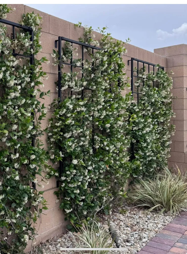 Plantas de patio