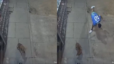 En video quedó grabado el maltrato animal en Perú.