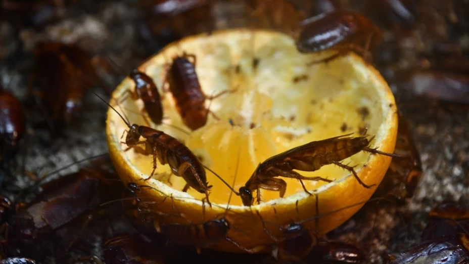 WhatsApp Image 2026-02-26 at 4.4.jpg