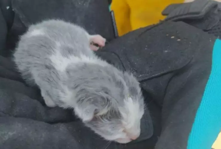 Gato rescatado de incendio en Mexicali