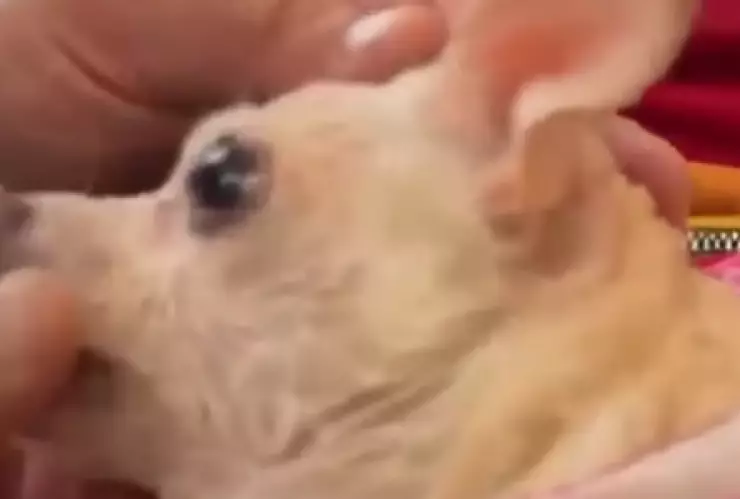 Mujer y su perrito rescatados tras inundación en Acapulco, Guerrero tras huracán John