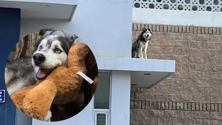 Luckhan, perrito rescatado de un techo en Culiacán