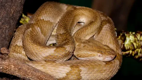 serpiente
