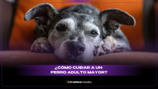 ¡Atención Karen! ¿Qué es un perro senior y cómo cuidarlo?.jpg