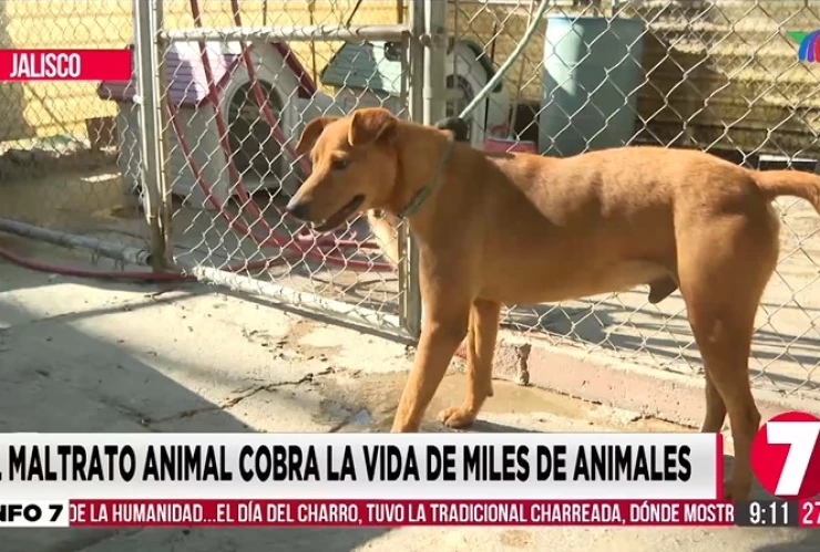 Ares un cachorro sobreviviente al maltrato animal