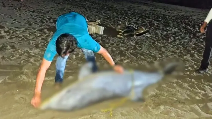 El ejemplar de delfín fue localizado a unos 300 metros de la playa en Tecolutla