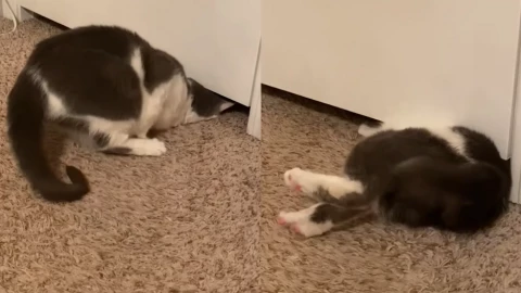 gatita pasa por debajo de la puerta.png