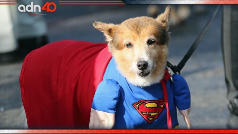 Marcha Zombie Canina CDMX: Dónde, cuándo y cuál será la ruta