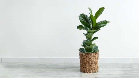 Ficus Lyrata
