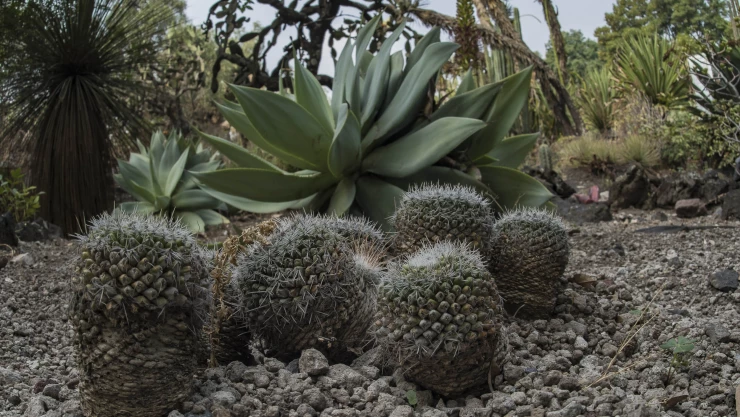 Cactus en Jardín Botánico de la UNAM