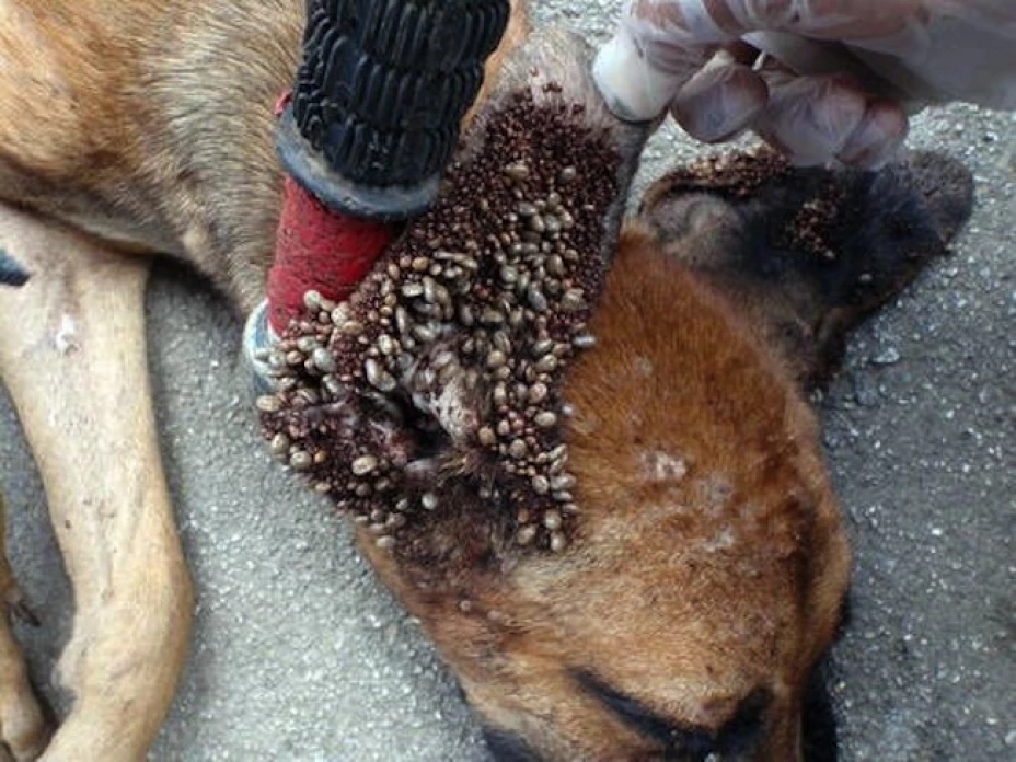 Diputados locales y federales del PRD alertaron sobre una posible plaga de garrapatas en la zona de Polanco de la delegación Miguel Hidalgo