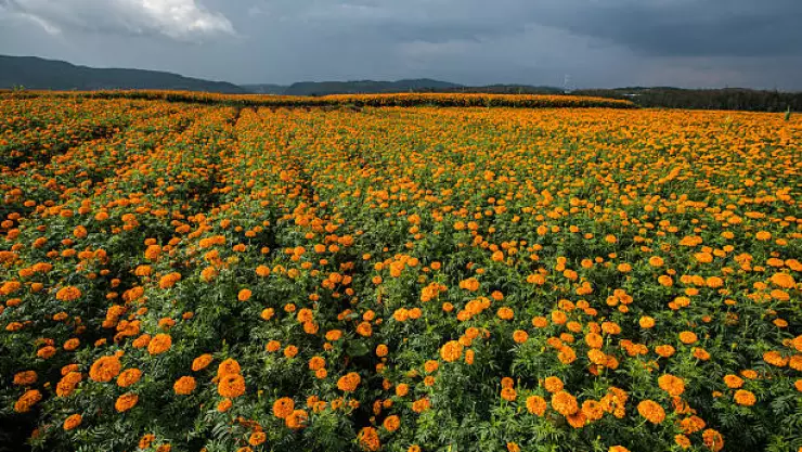  Cempasúchil en Morelos