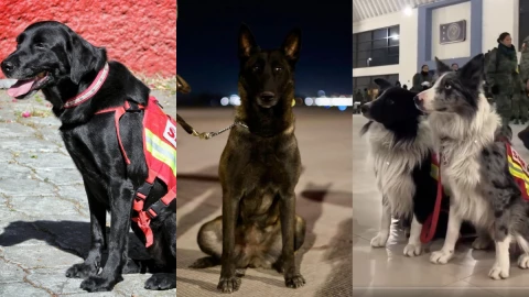 Conoce a los perritos rescatistas que viajan a Turquía para apoyo tras sismos