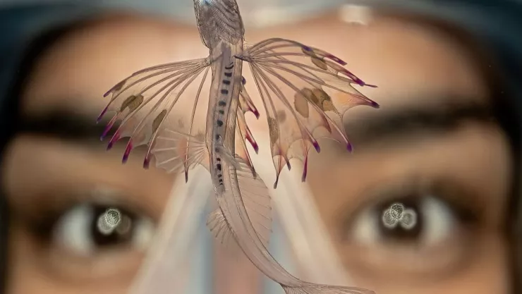 ¿Cómo se ve el Pez Trípode Arcoíris que la biología marina mexicana descubrió en Cozumel?