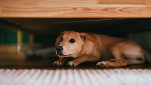 Expertos han compartido los sonidos que molestan a los perros
