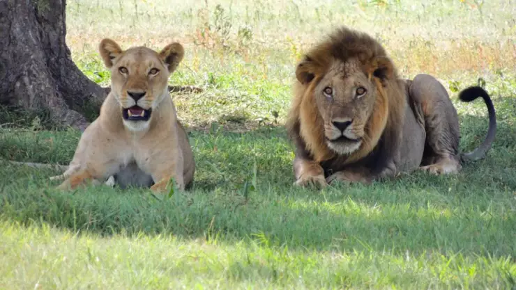 leones.jpg