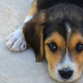 Perros ¿Cuáles son las señales para detectar que tu mascota ha sido envenenada.jpg