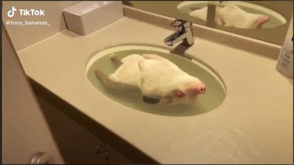 Cerdito miniatura, lavabo, video A.jpg
