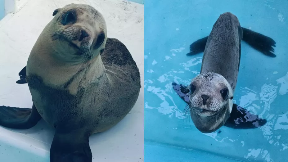 Rescatan cría de lobo marino en La Marina, en Mazatlán. .jpg