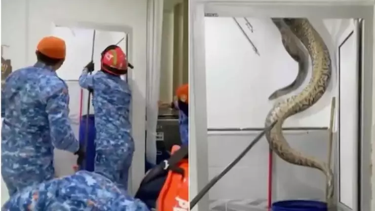 VIDEO: Pitón de 60 kilos aparece en el techo de un baño y aterroriza a una familia en Malasia