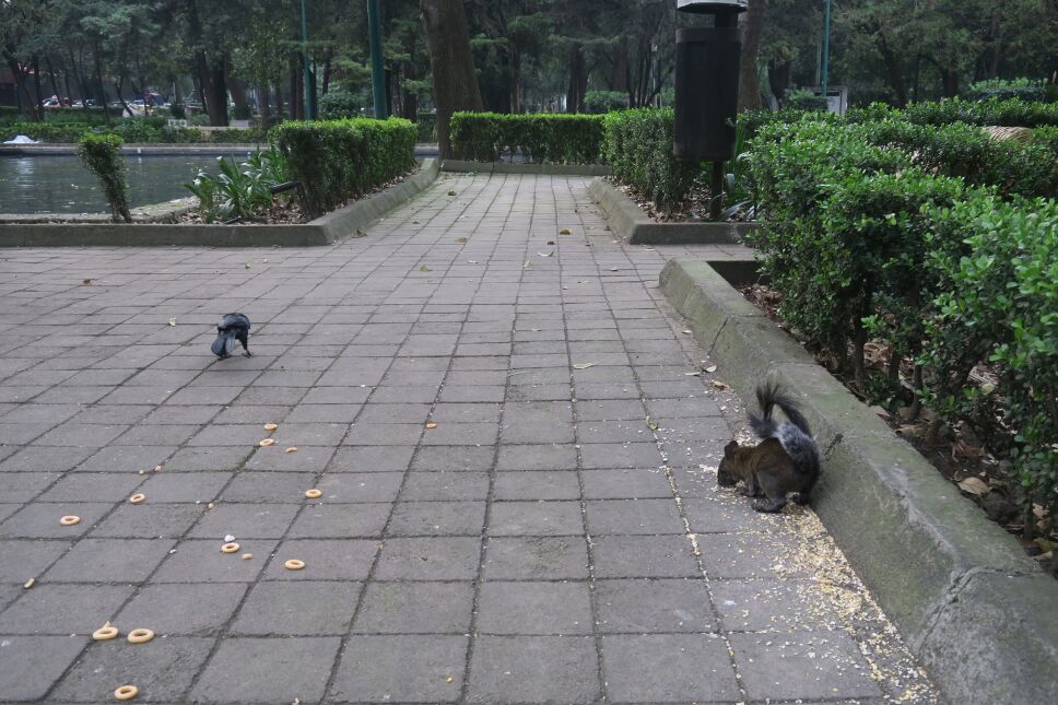 Roedores en la ciudad, vecinos incómodos