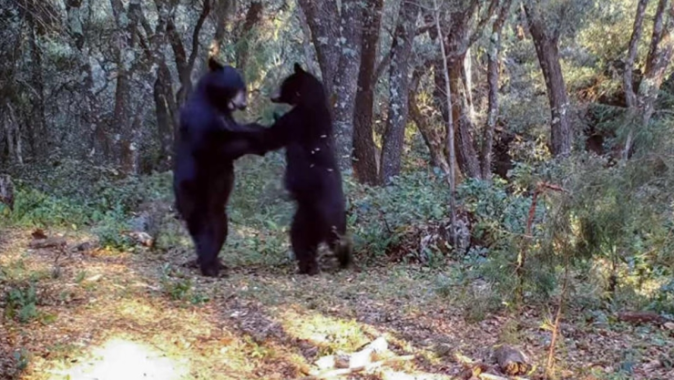 captan a osos bailando en coahuila