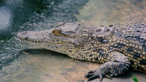 Costa Rica Cocodrilo hembra logra reproducirse sin un macho