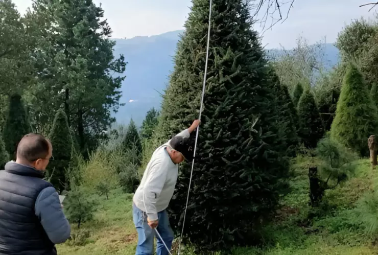 Árboles naturales de Navidad