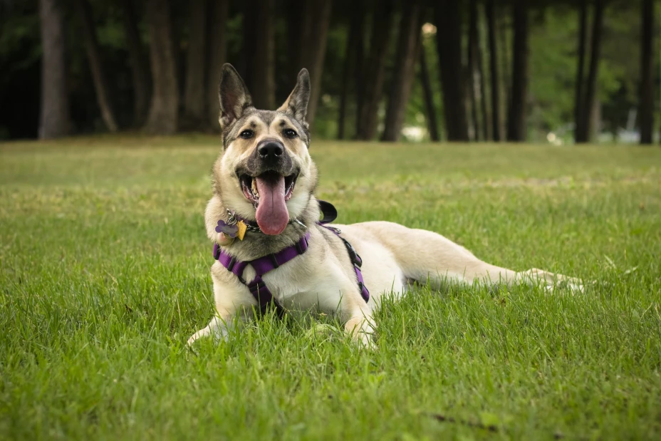 Perros y humanos son mejores amigos desde hace 40 mil años