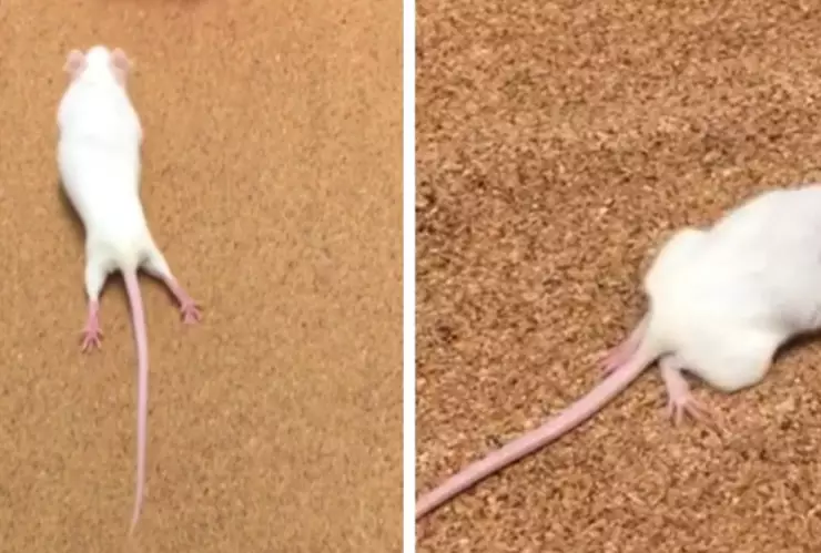 ratones parálisis experimento