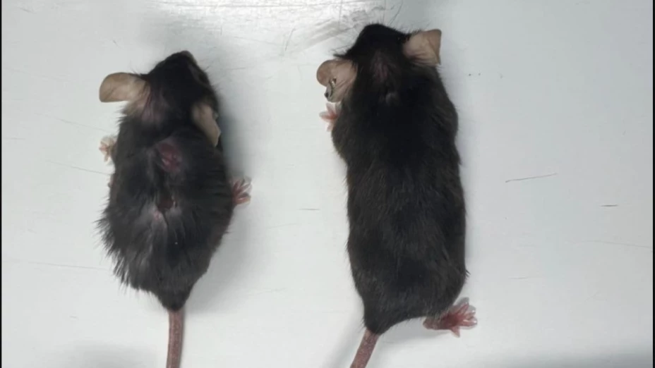 medicamento-aumenta-expectativa-de-vida-animales-buscan- uso-humanos-envejecimiento-cuerpo
